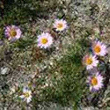  Tatarian Aster Extract